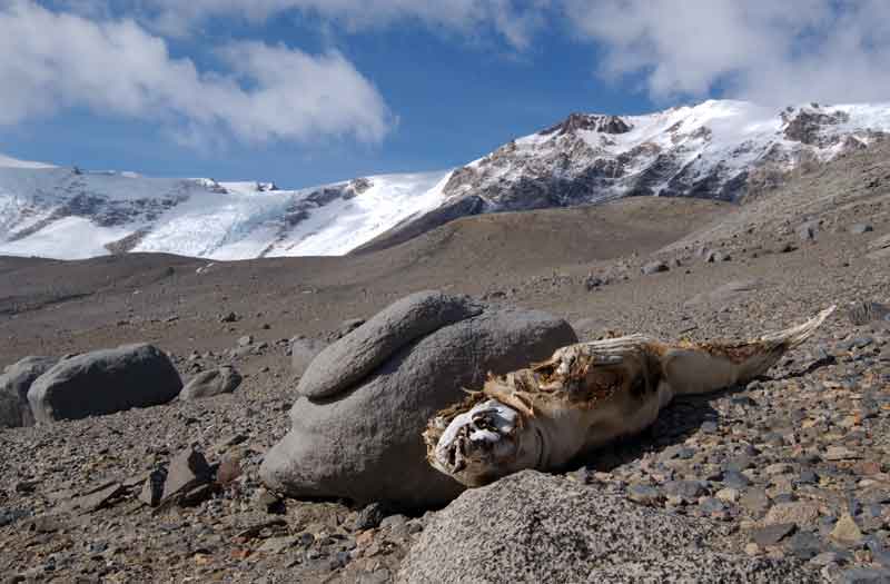 MummifiedSeal